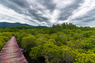 A Scenic Mangrove Walkway Surrounded by Lush Greenery Beneath a Beautiful Stormy Cloudy Sky