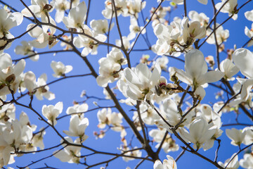 White magnolia flowers on a background of blue sky in spring.