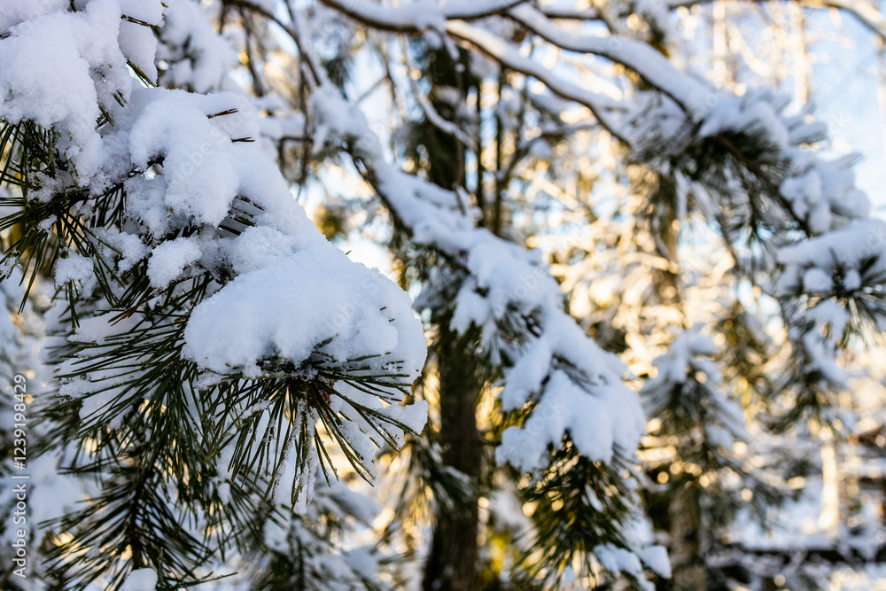 Canvas Prints snow-covered pine tree branches close-up in forest