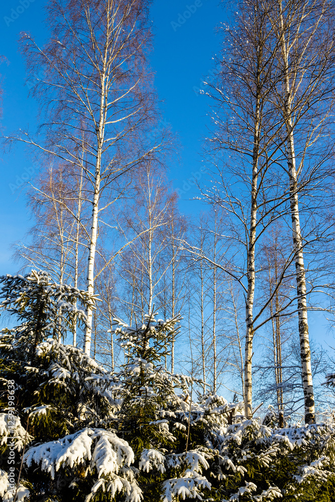 Canvas Prints snow-covered firtrees and bare birches in forest