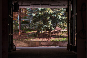 Framed  Nature. Evergreen Tree Through Architectural Passage