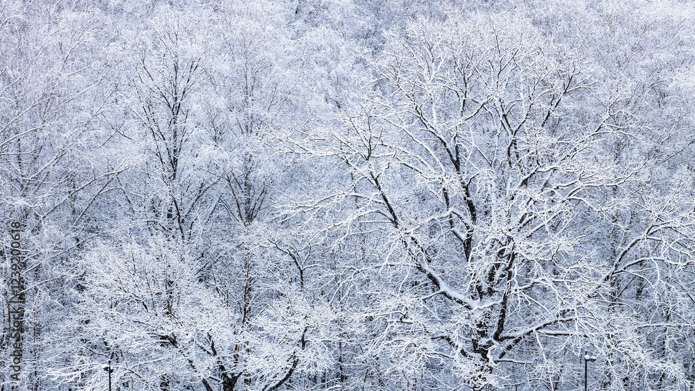Canvas Prints panoramic view of snowy oak trees in snowfall