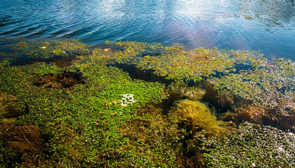 inexperienced algae on the floor of the water flowering water as history or texture