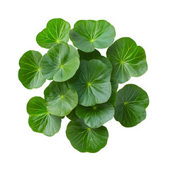 A symmetrical arrangement of vibrant, circular green leaves showcasing detailed vein patterns