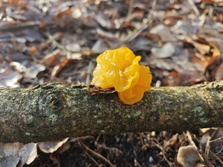 Goldgelber Zitterling auf Totholz