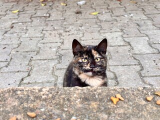 black cat on the wall