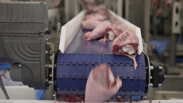 Turkey legs moving on conveyor belt in food processing plant