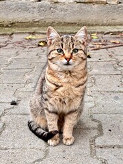 cute tabby kitten in the street