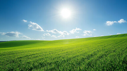 Obraz premium A wide view of a lush green field under a clear sky, with rows of crops growing in neat lines and the sun shining brightly