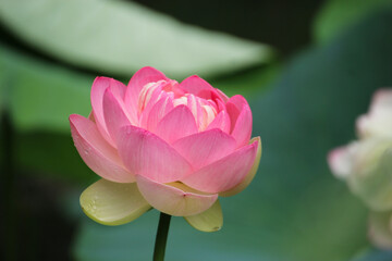 Obraz premium Giant lotus in bloom