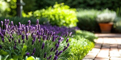 Obraz premium Soft focus on blooming garden of aromatic flowers, conveying summer bliss