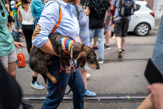 A Person Carries Their Dachshund Dog at a Pride Parade, the dog proudly wears a rainbow bandana.