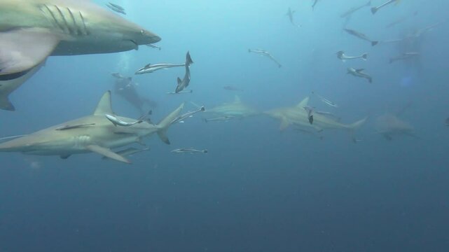 school of Oceanic blacktip sharks gracefully swimming near aliwal shoal, south africa, accompanied by remoras navigating pristine marine environment underwater