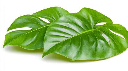 Vibrant green monstera leaves on a white background, ideal for nature, gardening, or interior design themes, This image can enhance eco-friendly projects or botanical decor,