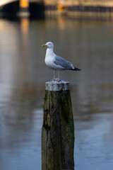 Seagull Standing on a Wooden Post Over Calm Water