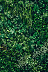 Close-up background of vibrant green leaves with rich textures, creating a bright and fresh natural atmosphere with an exotic botanical pattern.