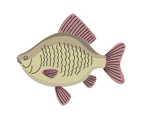 Crucian fish. Freshwater fish of the carp family. Fishing, food and cooking. Fauna, wildlife and nature. Vector illustration isolated on white background