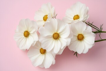 Obraz premium Elegant White Cosmos Flowers on Pink Background