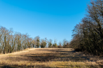 Fototapeta premium Clear blue sky above a serene meadow with sparse trees during the late afternoon