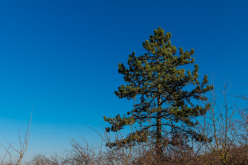 Tall evergreen tree against a bright blue sky during a clear sunny day in a natural landscape