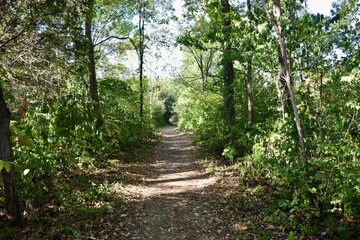 The hiking trail in the forest on a fall day.