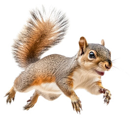 Fototapeta premium PNG Squirrel jumping animal photography energetic.