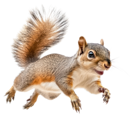 PNG Squirrel jumping animal photography energetic.