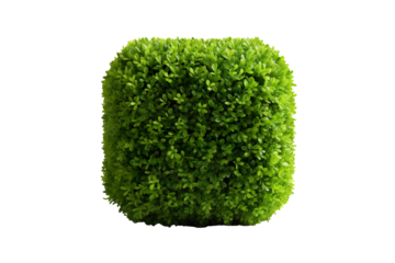Cube Topiary isolated on transparent background
