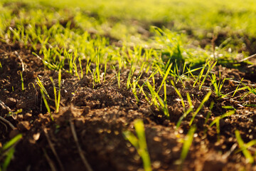Young wheat seedlings growing in a field. Young green wheat growing in soil. Close up on sprouting rye agricultural on a field. Agriculture concept