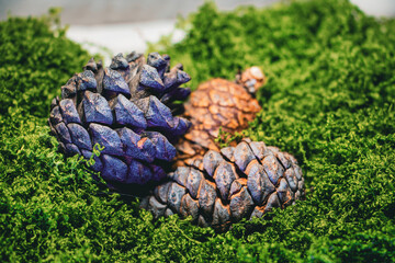 cones on green grass