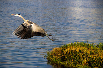 great blue heron