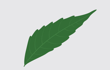 Fototapeta premium Neem Leaf Vector Art Illustration Isolated on white background