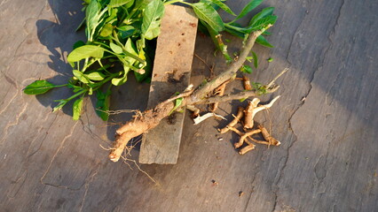 Ashwagandha plant, roots and leaves isolated on the textured background. Withania somnifera also known as Indian ginseng, poison gooseberry, or winter cherry. Ayurvedic herbs. Top view