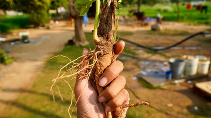 A farmer uprooting the ashwagandha roots to the ground. Organic withania somnifera. Indian ginseng,...