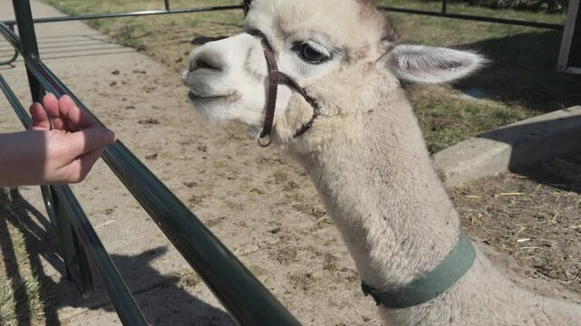 Feeding alpaca by hand on farm 4k
