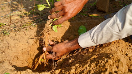 A farmer uprooting the ashwagandha roots to the ground. Organic withania somnifera. Indian ginseng,...