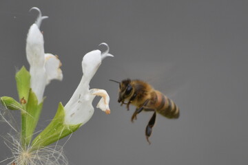 Magnifique gros plan d'une abeille