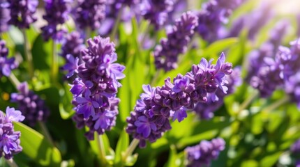 Vibrant Purple Lavender Blossoms in Sunlight