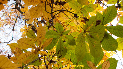 Chestnut tree leaves yellowish green and brown in winter