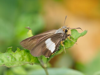 Brown and white butterfly in Principe