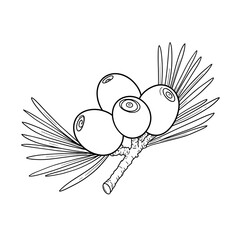 Fototapeta premium branch with pine nuts sketch 