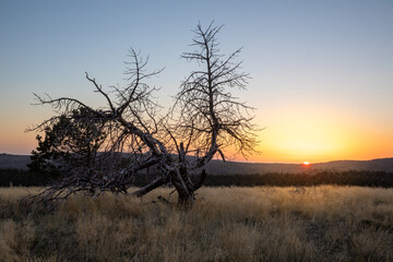 Stunning mountain landscape with beautiful trees, green grass, and rocky terrain during a breathtaking sunset, showcasing nature's beauty and vibrant colors in a tranquil outdoor setting