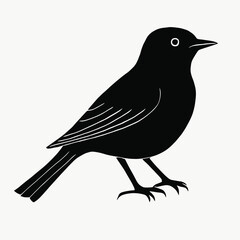 Obraz premium Vector lino cut print of a black thrush bird Blackbird Turdus merula icon isolated on white background. Vector illustration for nature design