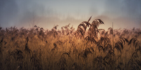 dry marsh reeds against natural foggy haze background. serene widescreen panoramic side view with...