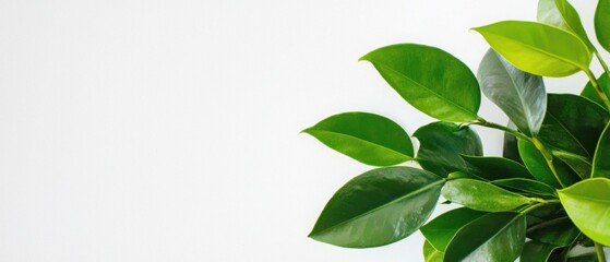 Obraz premium Lush green leaves against a white background. Perfect for nature-themed designs and projects.