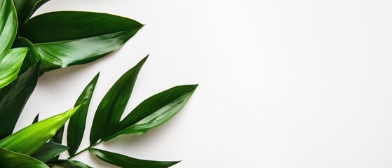 Obraz premium Lush green leaves arranged on a white background, creating a vibrant and refreshing image. Perfect for adding a touch of nature to your designs.