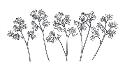 Parsley sprigs, line art, white background, food styling