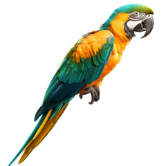Obraz premium Vibrant parrot with colorful feathers perched gracefully on a branch in a dynamic pose