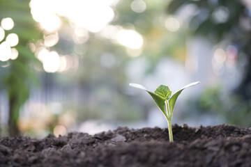 small plant sapling growing tree sprout closeup