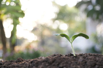 small plant sapling growing tree sprout closeup